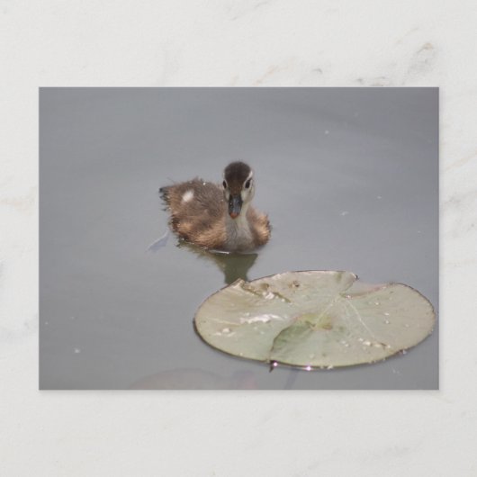 Houteend - Duckling briefkaart (Voorkant)