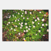 Houten anemoon,  lentebloem inpakpapier vel (Voorkant 3)