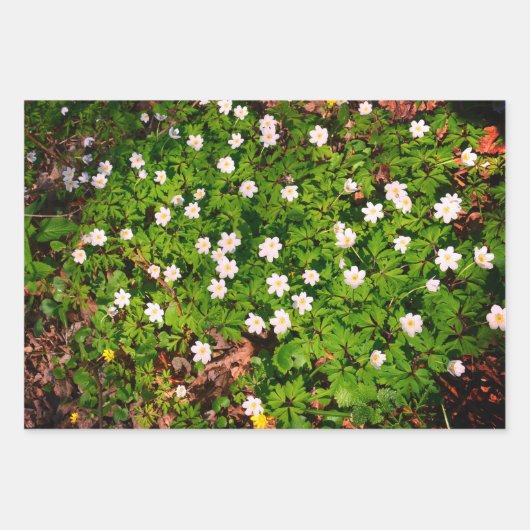 Houten anemoon,  lentebloem inpakpapier vel (Voorkant 2)