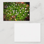 Houten anemoon,  witte lentebloem notitiekaartje (Voorkant / Achterkant)