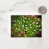 Houten anemoon,  witte lentebloem notitiekaartje (Voorkant / Achterkant in situ)