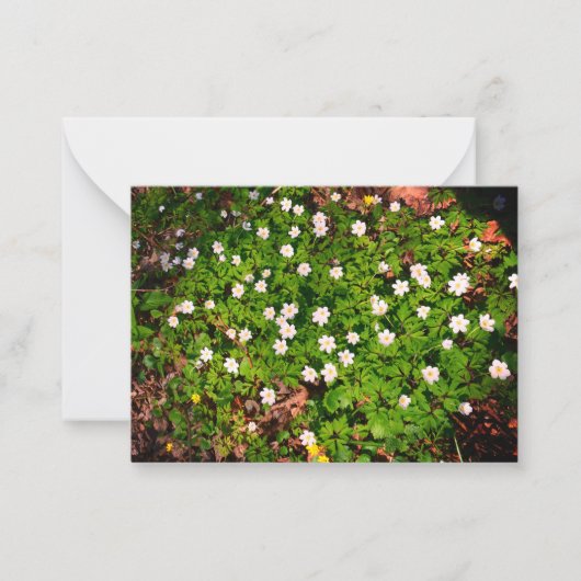 Houten anemoon,  witte lentebloem notitiekaartje (Voorkant)