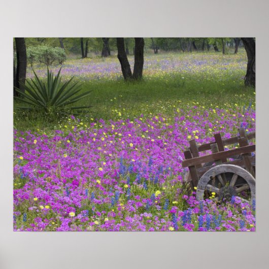 Houten art in het veld Phlox, Blauwe Bonnets met Poster (Voorkant)