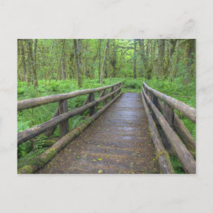 Houten brug op het Maple Glade pad, varens en Briefkaart