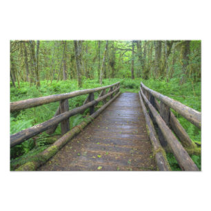 Houten brug op het Maple Glade pad, varens en Foto Afdruk
