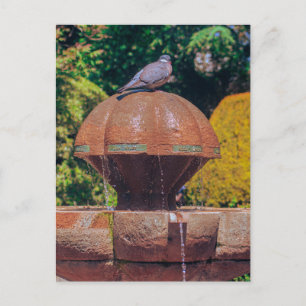 Houten Duivenfontein Fotografie Briefkaart
