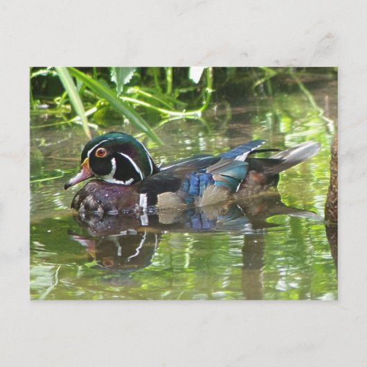 houten eend briefkaart (Voorkant)