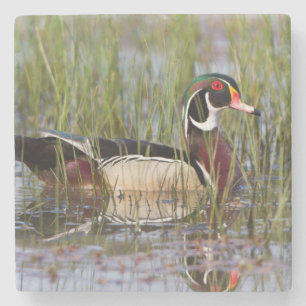 Houten eend in wetland stenen onderzetter