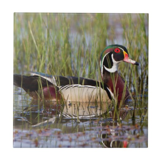 Houten eend in wetland tegeltje (Voorkant)