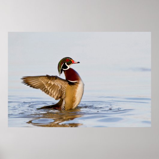 Houten eend mannetje dat met vleugels klappert in  poster (Voorkant)