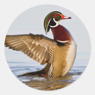 Houten eend mannetje dat met vleugels klappert in ronde sticker