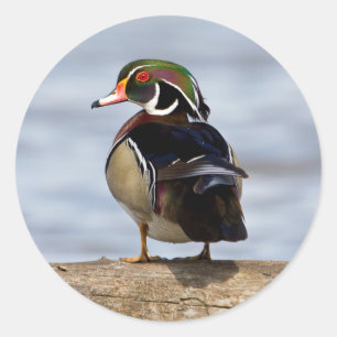 Houten eend mannetje op boomstam in wetland ronde sticker