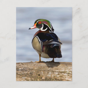 Houten eend mannetje op stam in wetland briefkaart