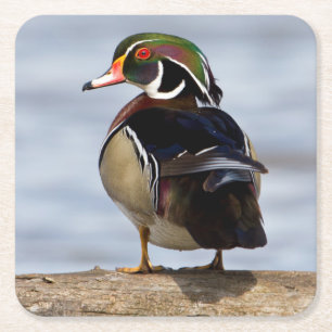 Houten eend mannetje op stam in wetland kartonnen onderzetters