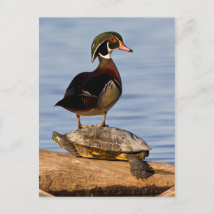 Houten eend mannetje staand op roodwangschildpad briefkaart
