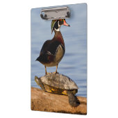 Houten eend mannetje staand op roodwangschildpad klembord (Links)