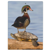 Houten eend mannetje staand op roodwangschildpad klembord (Achterkant)
