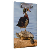 Houten eend mannetje staand op roodwangschildpad klembord (Rechts)