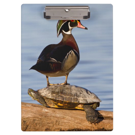 Houten eend mannetje staand op roodwangschildpad klembord (Voorkant)