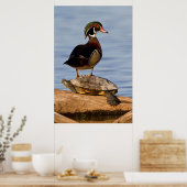 Houten eend mannetje staand op roodwangschildpad poster (Keuken)