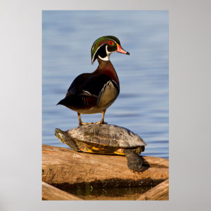 Houten eend mannetje staand op roodwangschildpad poster