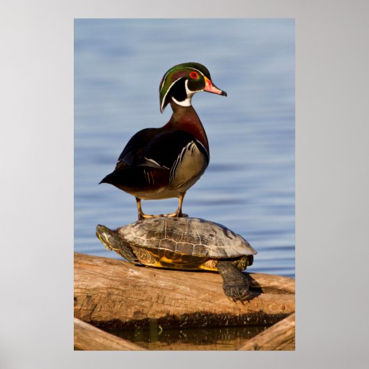 Houten eend mannetje staand op roodwangschildpad poster (Voorkant)