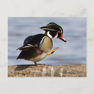 Houten eend op stam in wetland briefkaart