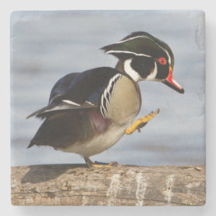 Houten eend op stam in wetland stenen onderzetter