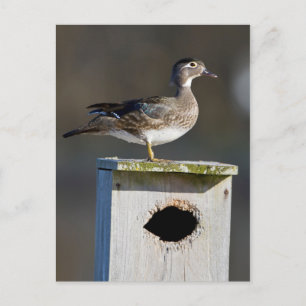 Houten eend vrouwtje op nestkastje in wetland briefkaart