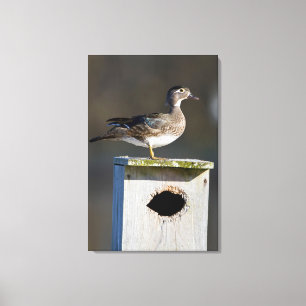 Houten eend vrouwtje op nestkastje in wetland canvas afdruk