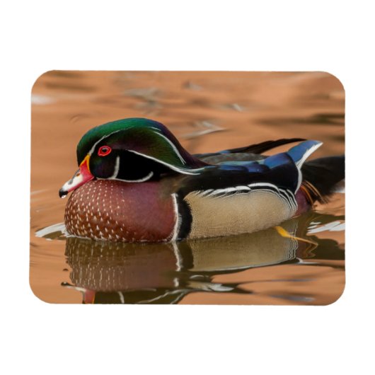 Houten eend zwemt in water magneet (Horizontaal)