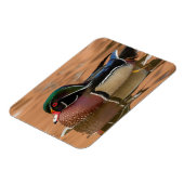 Houten eend zwemt in water magneet (Linkerzijde)