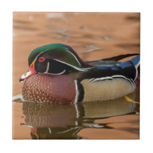 Houten eend zwemt in water tegeltje