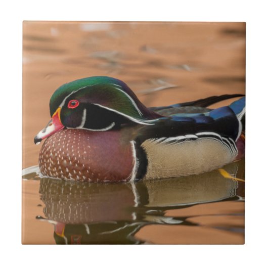 Houten eend zwemt in water tegeltje (Voorkant)