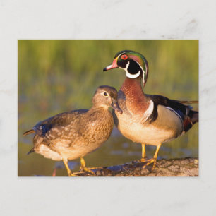 Houten eenden en vrouwtje op stam in wetland briefkaart