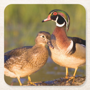 Houten eenden en vrouwtje op stam in wetland kartonnen onderzetters