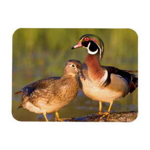 Houten eenden en vrouwtje op stam in wetland magneet