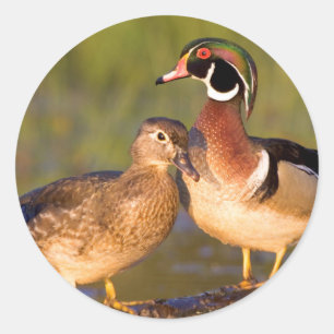 Houten eenden en vrouwtje op stam in wetland ronde sticker