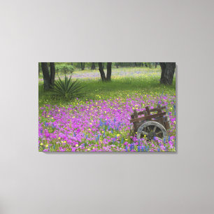 Houten kar in veld van Phlox, Blauwe Bonnets Canvas Afdruk