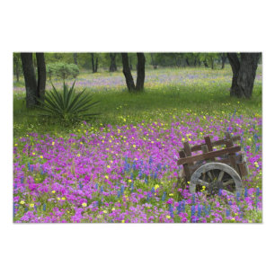 Houten kar in veld van Phlox, Blauwe Bonnets Foto Afdruk