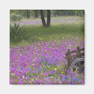 Houten kar in veld van Phlox, Blauwe Bonnets met Magneet