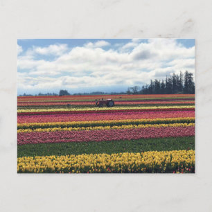 Houten Schoen Tulpenboerderij, Woodburn, Oregon Briefkaart