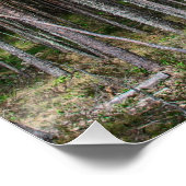 Houten spoor in dennenbos perfect poster (Hoek)