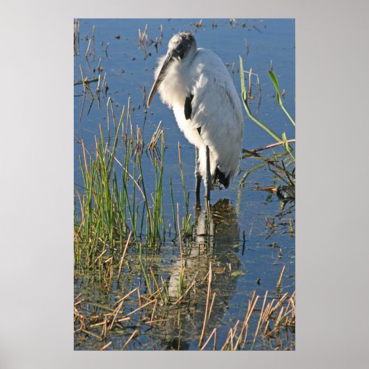 Houten Stork Poster (Voorkant)