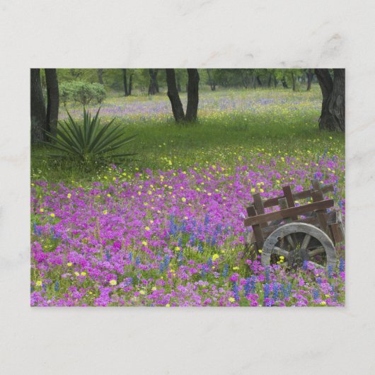 Houten winkelwagentje in het veld Phlox, Blue Bonn Briefkaart (Voorkant)