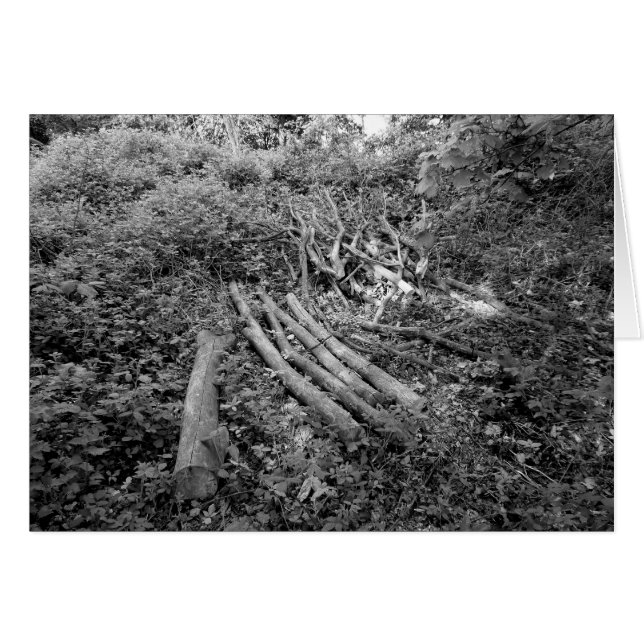 Houtgekapte Boom (Voorkant Horizontaal)