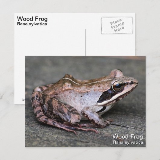 Houtkikker Briefkaart (Voorkant / Achterkant)