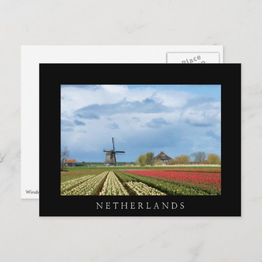 Houtmolen en tulpen briefkaart (Voorkant / Achterkant)