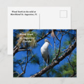 Houtooievaar in het wild St. Augustine, Florida Feestdagenkaart (Voorkant / Achterkant)