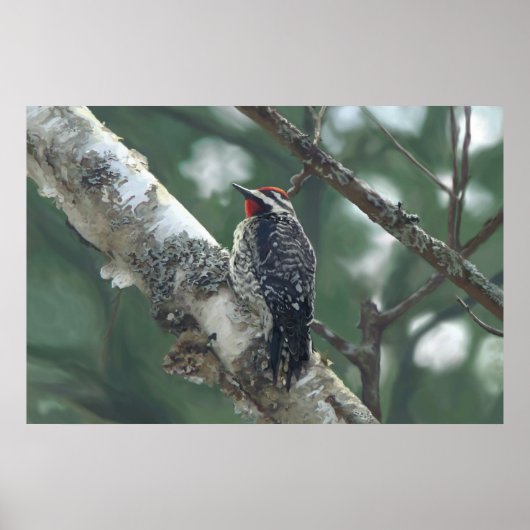 Houtpikker Poster (Voorkant)